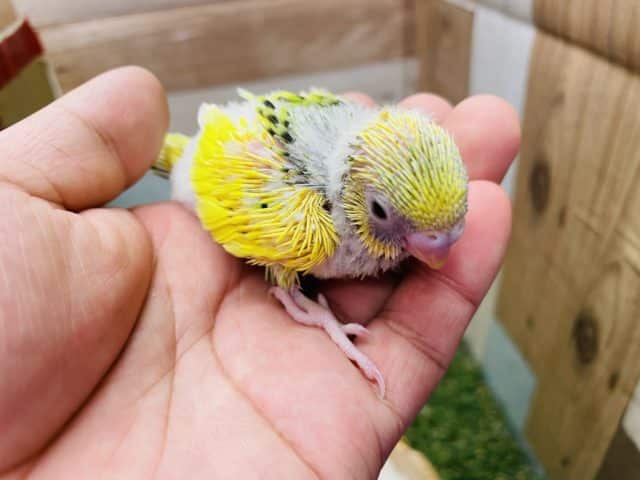 セキセイインコ