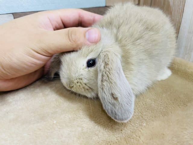 ロップイヤーラビット