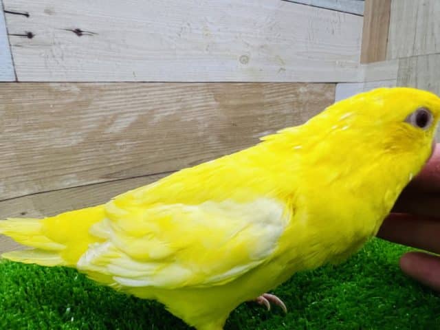 サザナミインコ