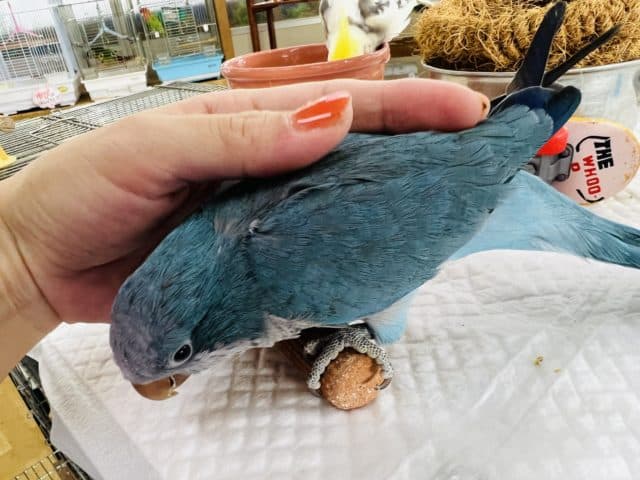 オキナインコ