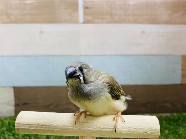 錦花鳥（キンカチョウ）