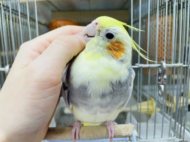 オカメインコ