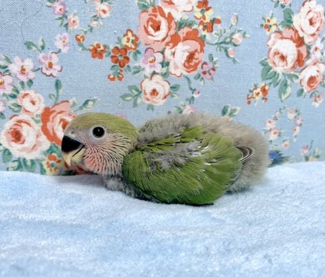 コザクラインコ（小桜インコ）