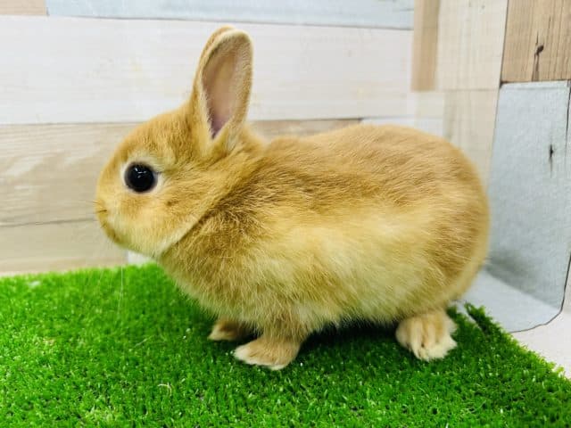 ネザーランドドワーフ