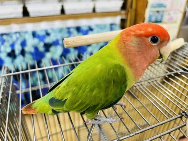 コザクラインコ（小桜インコ）