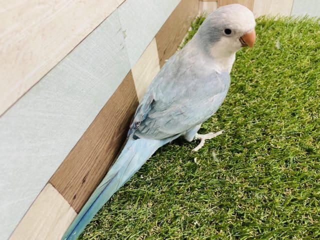 オキナインコ
