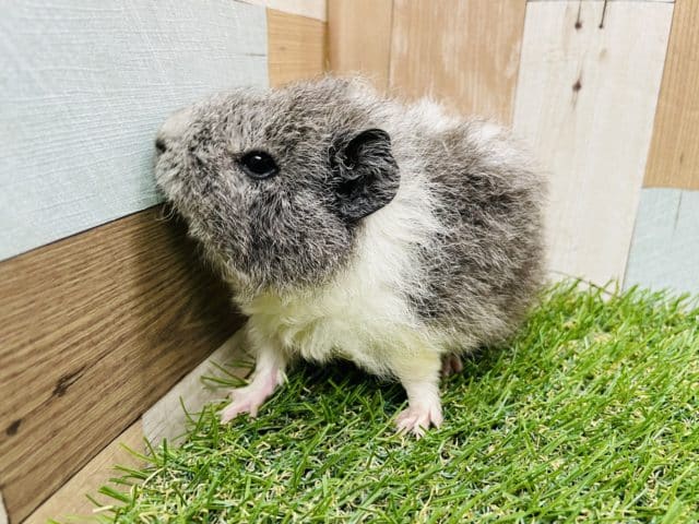 テディモルモット