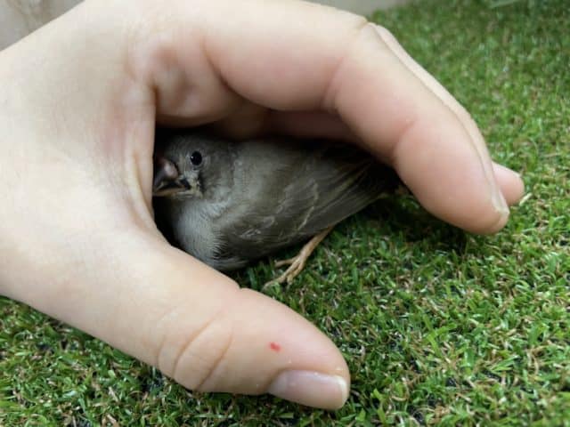 錦花鳥（キンカチョウ）
