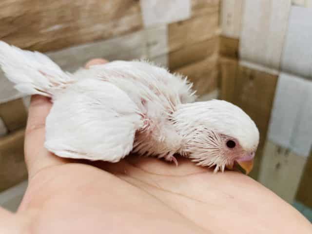 真っ白に赤目の天使なヒナさんです!セキセイインコのアルビノカラー! セキセイインコ