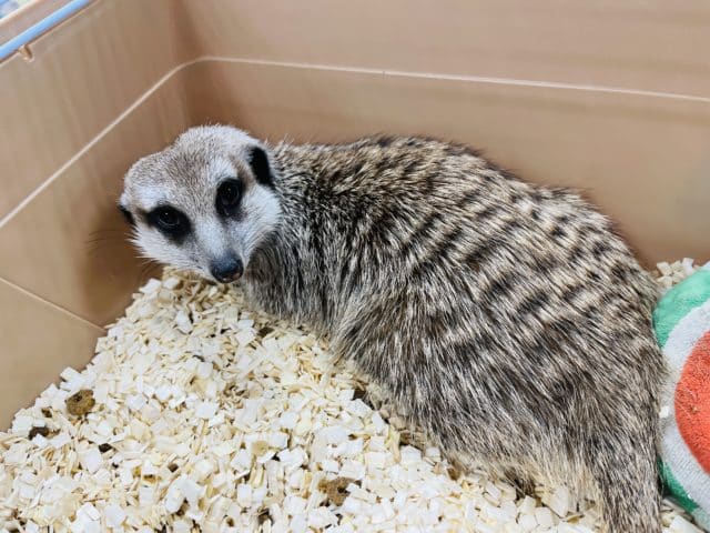 ミーアキャット