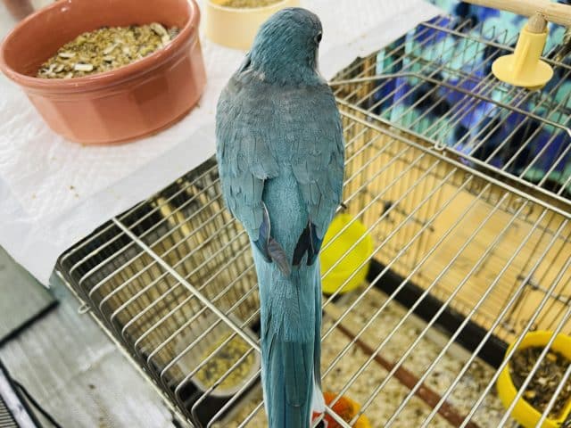 オキナインコ