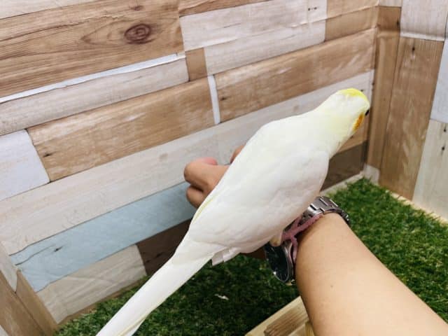 オカメインコ