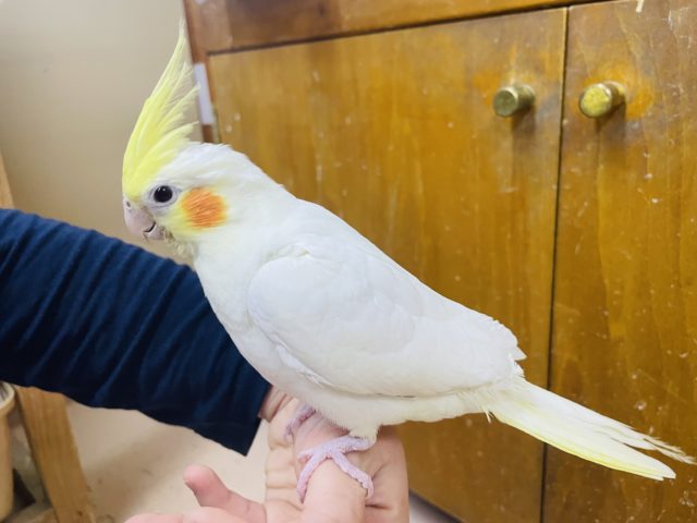 オカメインコ