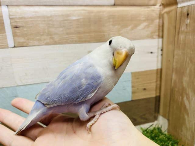 コザクラインコ（小桜インコ）