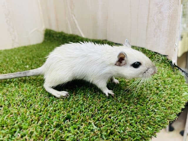 カラージャービル（スナネズミ）