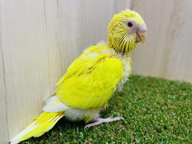 セキセイインコ