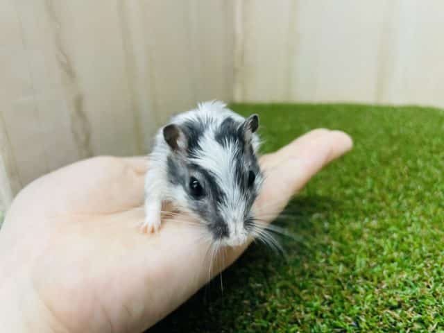 カラージャービル（スナネズミ）