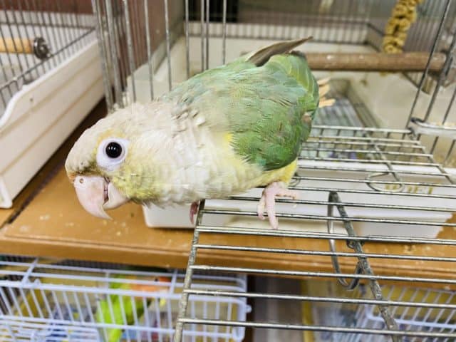 ホオミドリウロコインコ