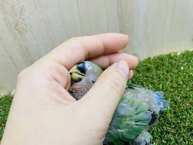 コザクラインコ（小桜インコ）