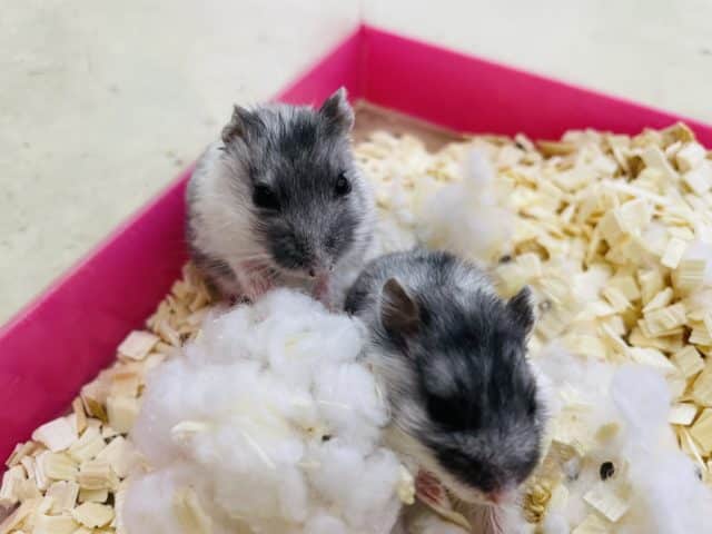 ドワーフハムスターの1種