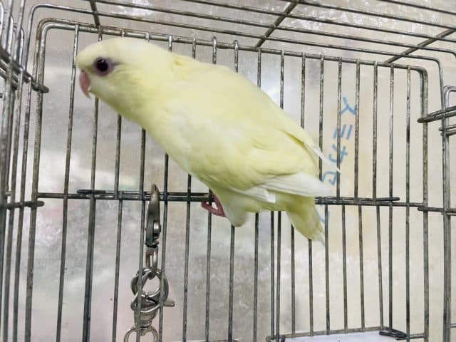 サザナミインコ