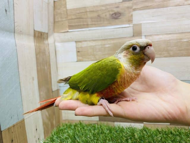 ホオミドリウロコインコ