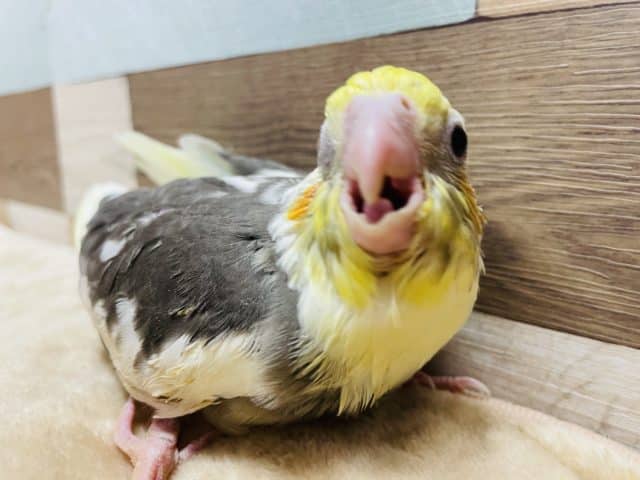 オカメインコ