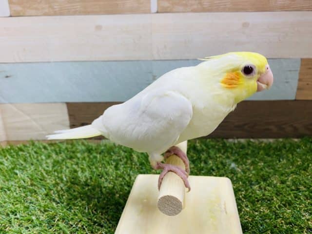 オカメインコ