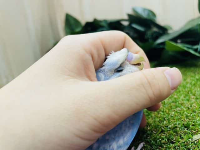 羽衣セキセイインコ