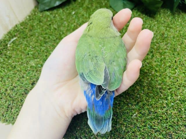 コザクラインコ（小桜インコ）