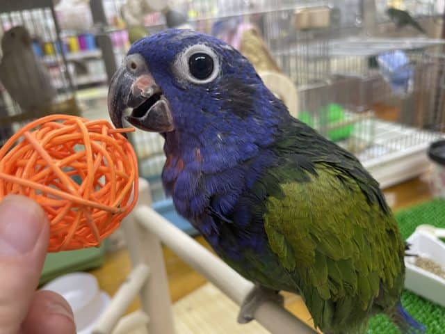 アケボノインコ