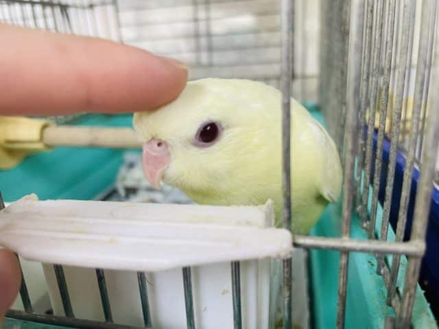 サザナミインコ