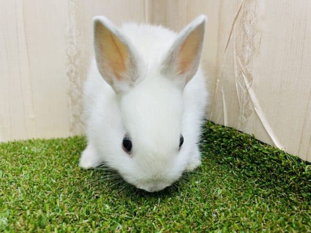 ネザーランドドワーフ