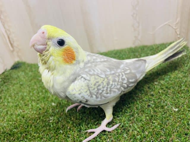 オカメインコ