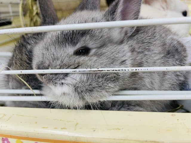 ネザーランドドワーフ