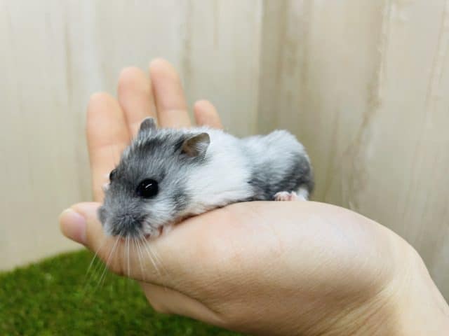 ドワーフハムスターの1種