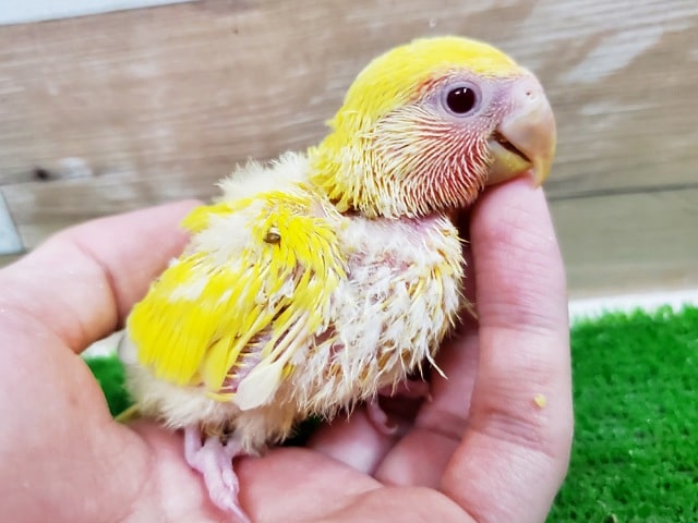コザクラインコ（小桜インコ）