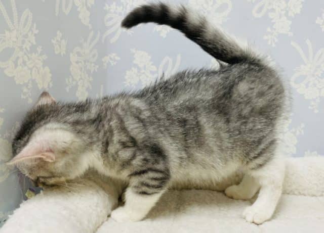 スコティッシュフォールド