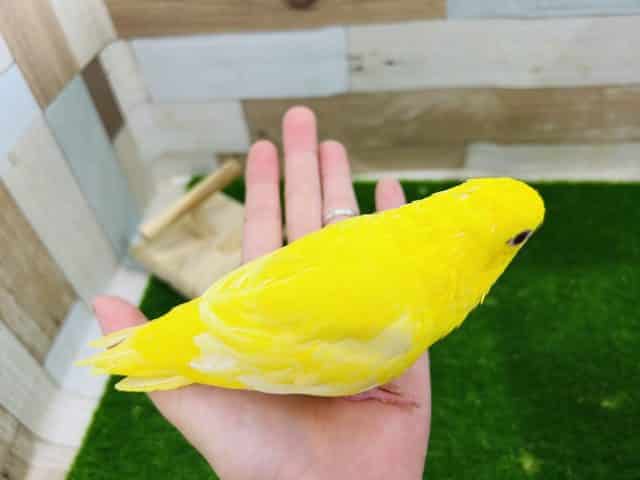 サザナミインコ