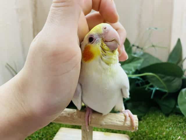 オカメインコ