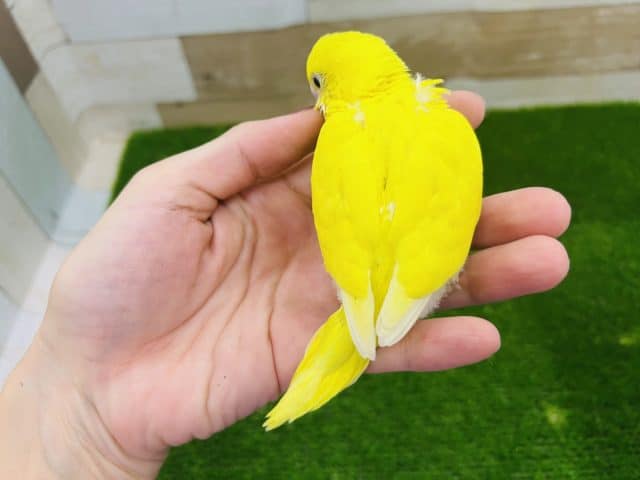 セキセイインコ