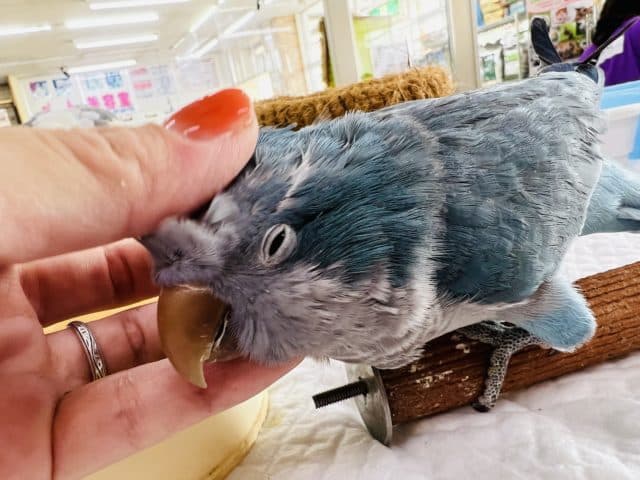 オキナインコ