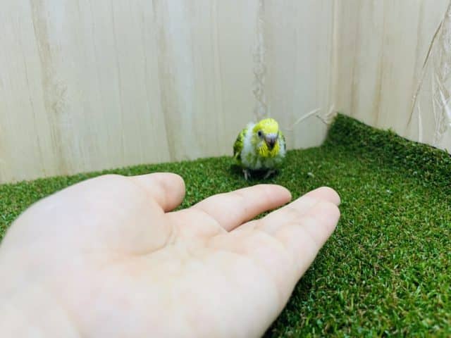 セキセイインコ