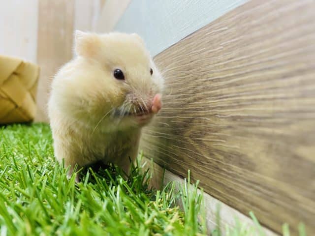 ゴールデンハムスター