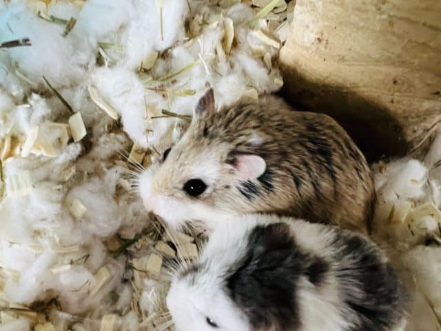 ロボロフスキーハムスター