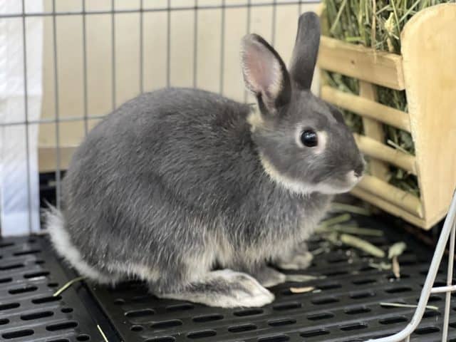 ネザーランドドワーフ