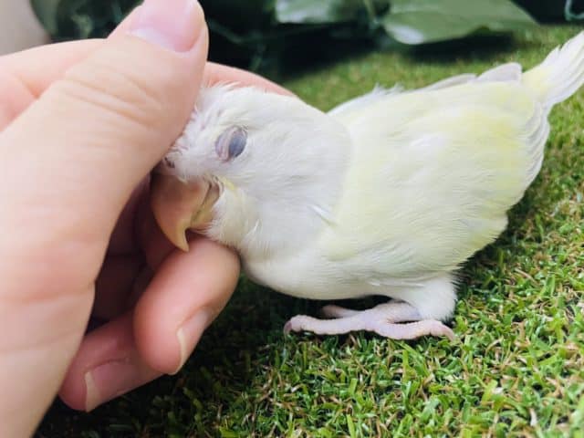 コザクラインコ（小桜インコ）
