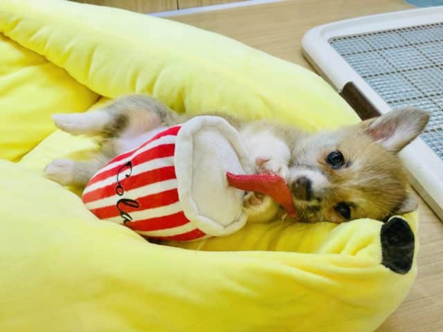 ウェルシュコーギー・ペンブローグ