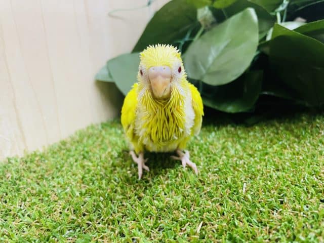 セキセイインコ