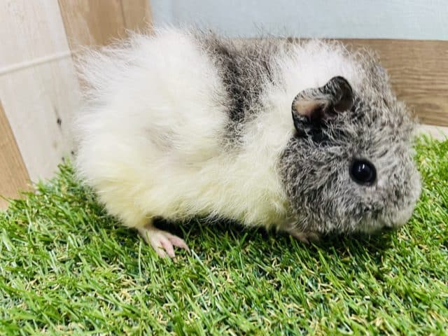 テディモルモット